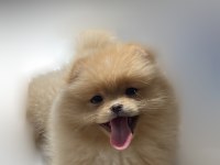 AŞILI ORJİNAL Pomeranian Boo yavru