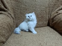 British longhair silver point kızımız
