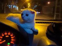 Evinize neşe katacak british shorthair