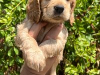 AMERİCAN COCKER YAVRULARI 3,4,5,6 AYLIK MEVCUTTUR