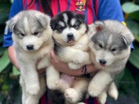 Anne altından safkan husky bebekler