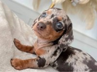 ÜST KALİTE DACHSHUND BEBEKLERİMİZ GARANTİLİ