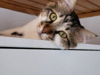 Çok tatlı bir ANKARA KEDİSİ