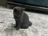 British Shorthair 3 Aylık