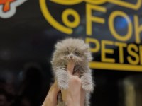 Safkan British Longhair ve shorthair yavrular