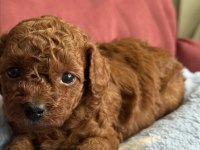 Kalite Toy Poodle Yavrularımız yeni ailelerini bekliyor