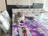 Scottish Fold Longhair