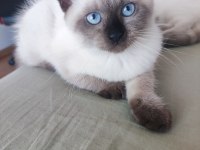 3 aylık safkan dişi british longhair