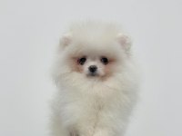 Adana Pomeranian Boo Köpekleri