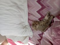 Scottish fold 1 aylık yavru