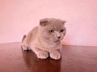 Scottish fold yawru Kedi sahiplenilmek