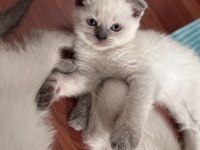 British shorthair blue point