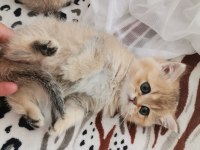 Teslime hazır british shorthair bebekler