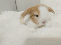 Cüce ve Hollanda lop tavşan bebeklerimiz