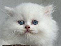 British Longhair Dişi Yavru