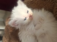 Kırıkkale içi british shorthair