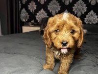 Çok sağlıklı sorunsuz cavalier king charles