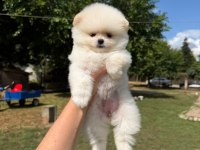 Orjinal Pomeranian Boo