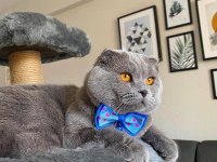 Scottish Fold Cinsi Oğlumuza Eş Arıyoruz