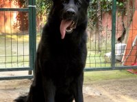 SOİLD BLACK SAFKAN ALMAN KURDU YAVRULAR