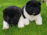 Safkan Amerikan Akita tombişler
