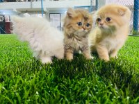 İki aylık sağlıklı british longhair yavrular