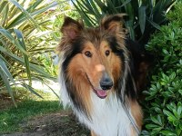 Genç erkek köpeğimiz lessi