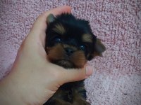 Şecere Evraklı Yorkshire Terrier Yavrular