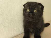 Minik scottish fold yavrumuz