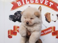 Chow chow bebek köpeklerimiz