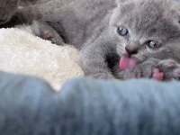 Scottish Fold yavrular