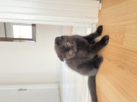 Kahverengi scottish fold yavrusu için yuva