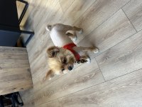 Eğitimli aşılı ve çipli 1.5 yaşında pomeranian