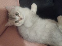 Yavru british shorthair kediler