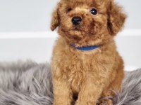 Toy Poodle Yavrumuz