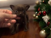 4 aylık dişi çikolata chihuahua