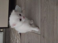 Yeterli anne sütü aldığında sahiplendirilicektir