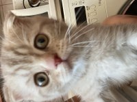 2 aylık yavru scottish fold kedim