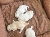 Mersin içi sahiplendirilecek pomeranian