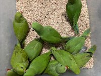El besleme Pakistan papağanı 81 ile gönderim vardır