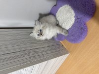 British Longhair Paşam Hazır