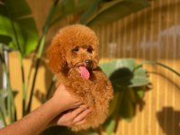 Toy Poodle Yavruları