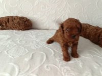 IRK VE SAĞLIK GARANTİ TOY POODLE YAVRULARIMIZ