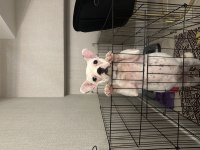 7 aylık dişi acil french bulldog ailevi sebeplerden dolayı