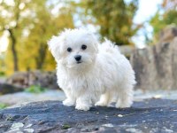 Maltese Terrier Xs Sıfır No Ev Doğumlu