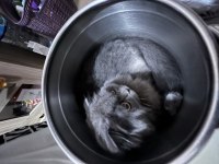 scottish fold Kızıma british longhair arıyorum