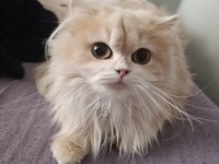 British longhair cy 12 dişi