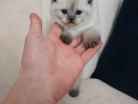 Maviş Kediler Yeni Yuvasını Arıyor