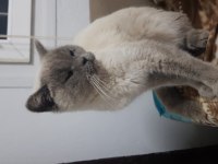 Safkan erkek british shorthair