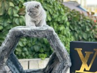 Minik dostlar scottish fold